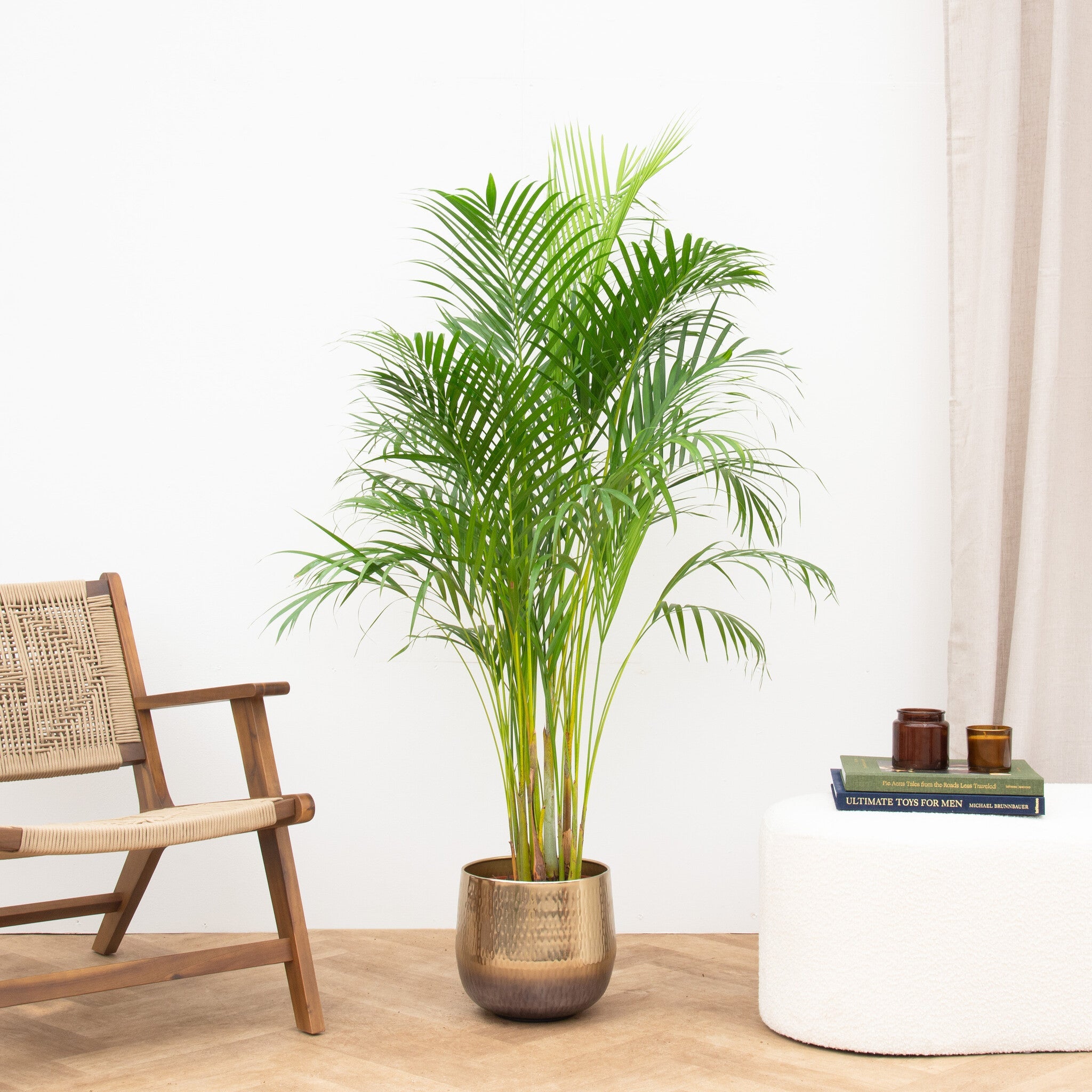 Areca Palm (Dypsis Lutescens) – 140 cm
