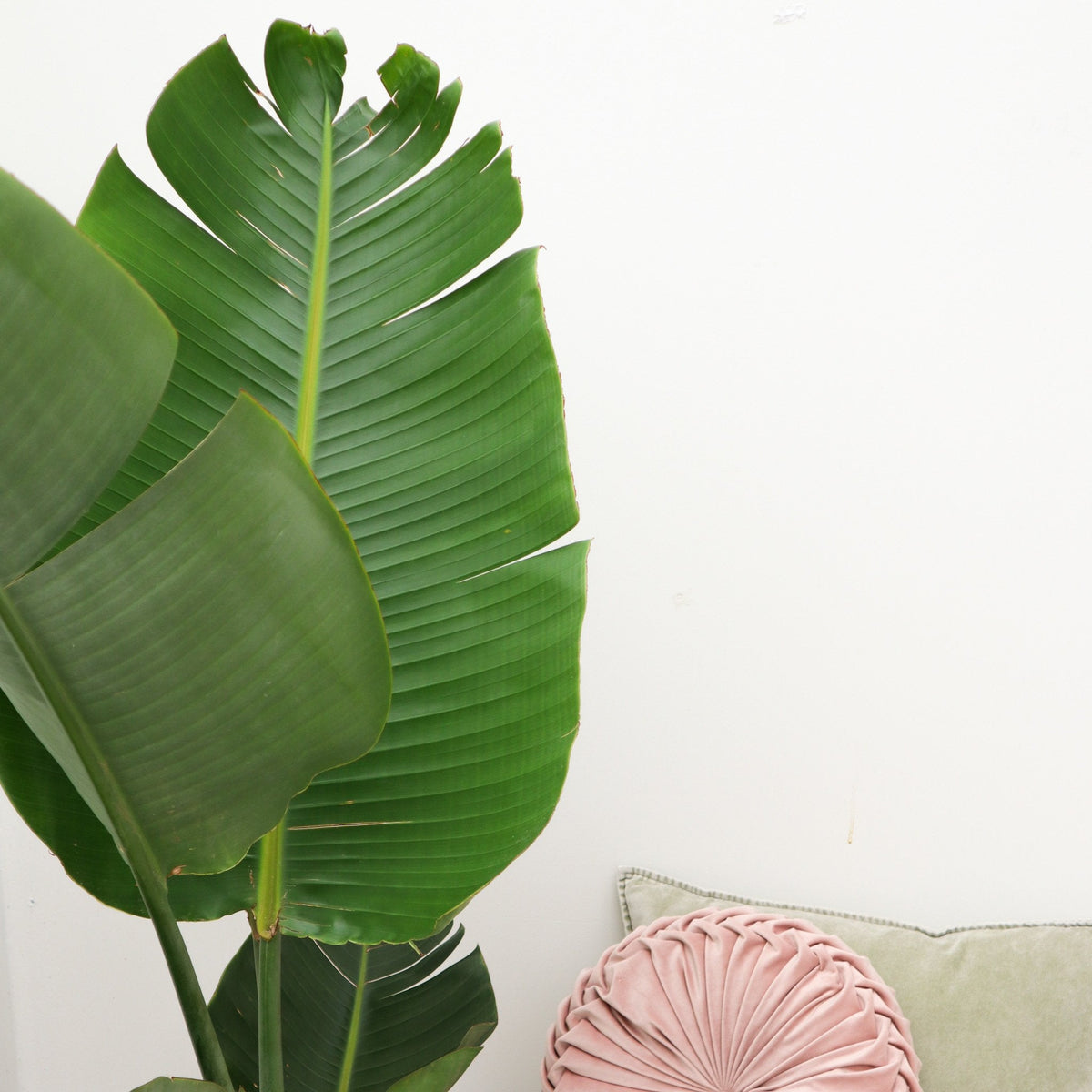 Strelitzia Augusta – 160 cm