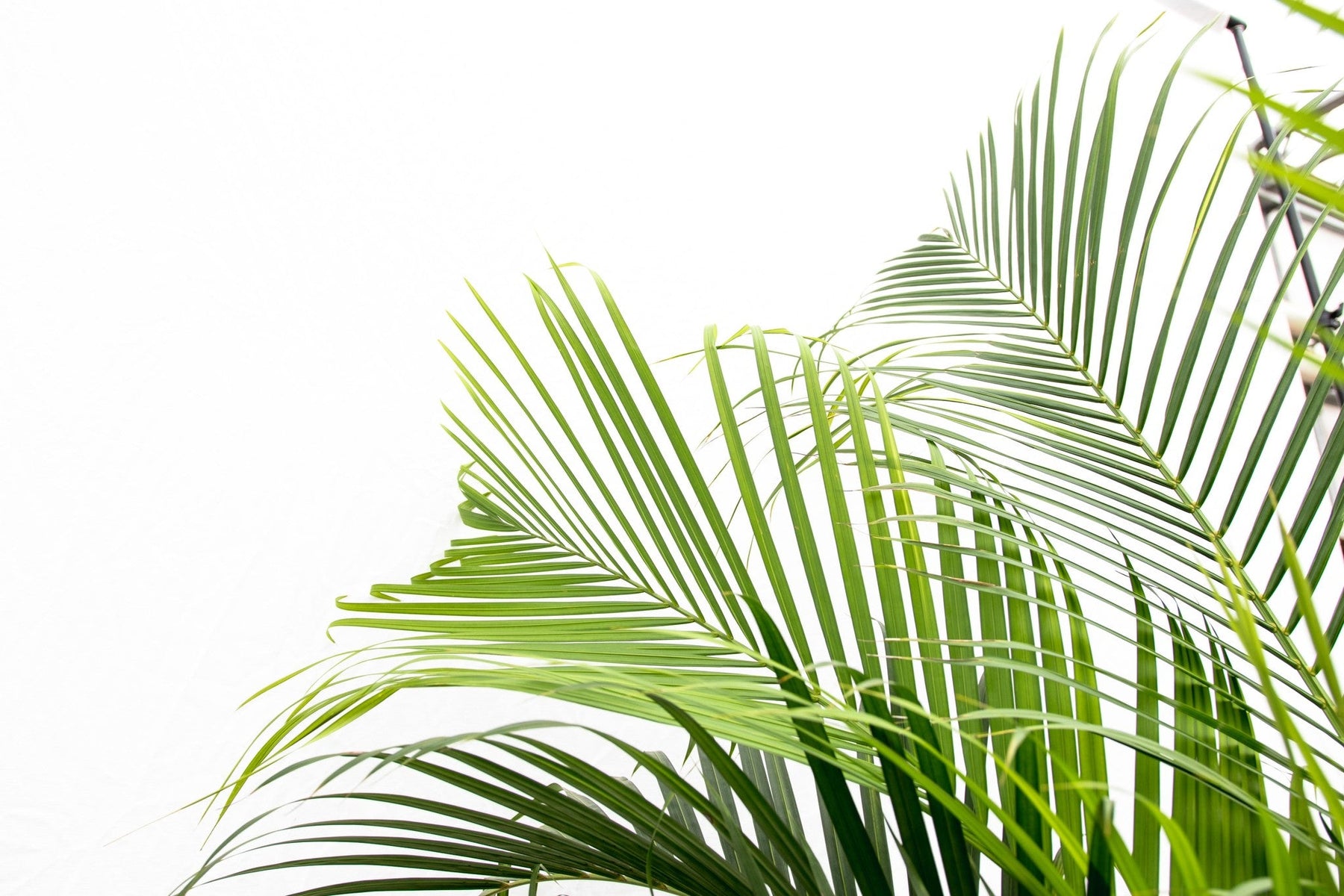 Areca Palm (Dypsis Lutescens) – 200 cm