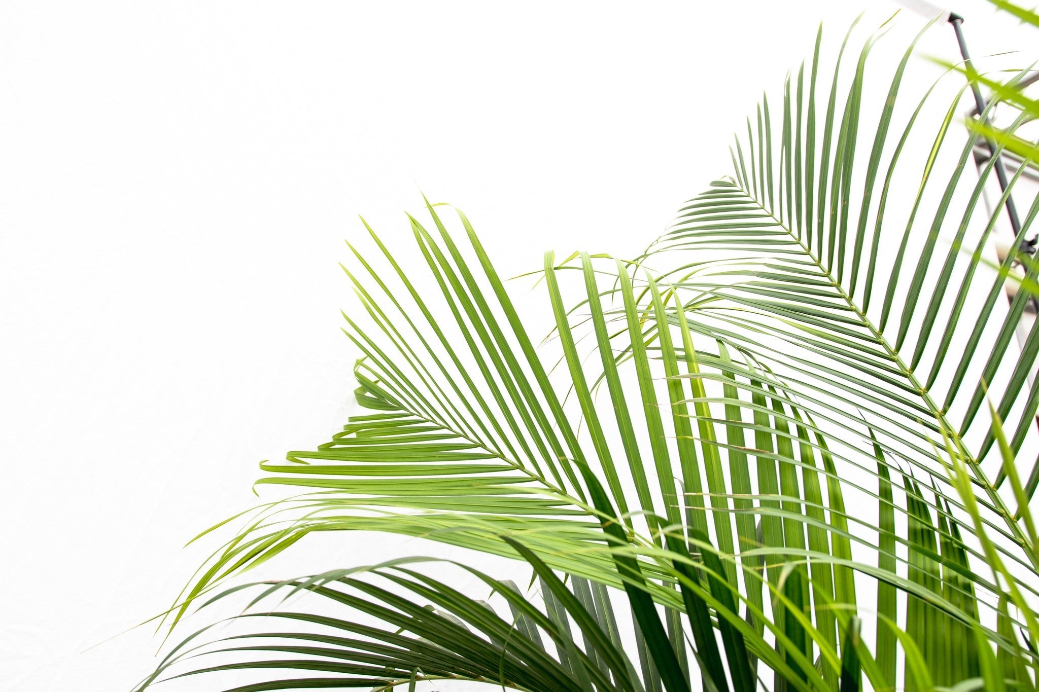 Areca Palm (Dypsis Lutescens) – 200 cm
