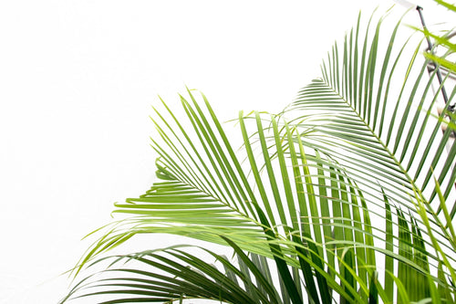 Areca Palm (Dypsis Lutescens) – 200 cm