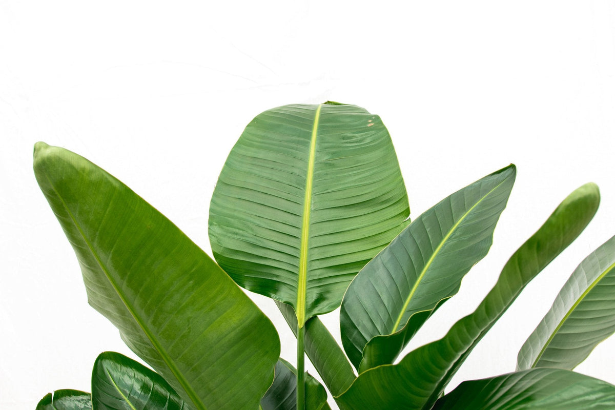 Strelitzia Nicolai De Luxe XXL – 250 cm
