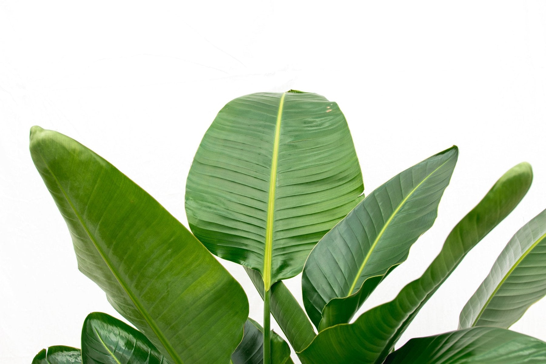 Strelitzia Nicolai De Luxe XXL – 250 cm