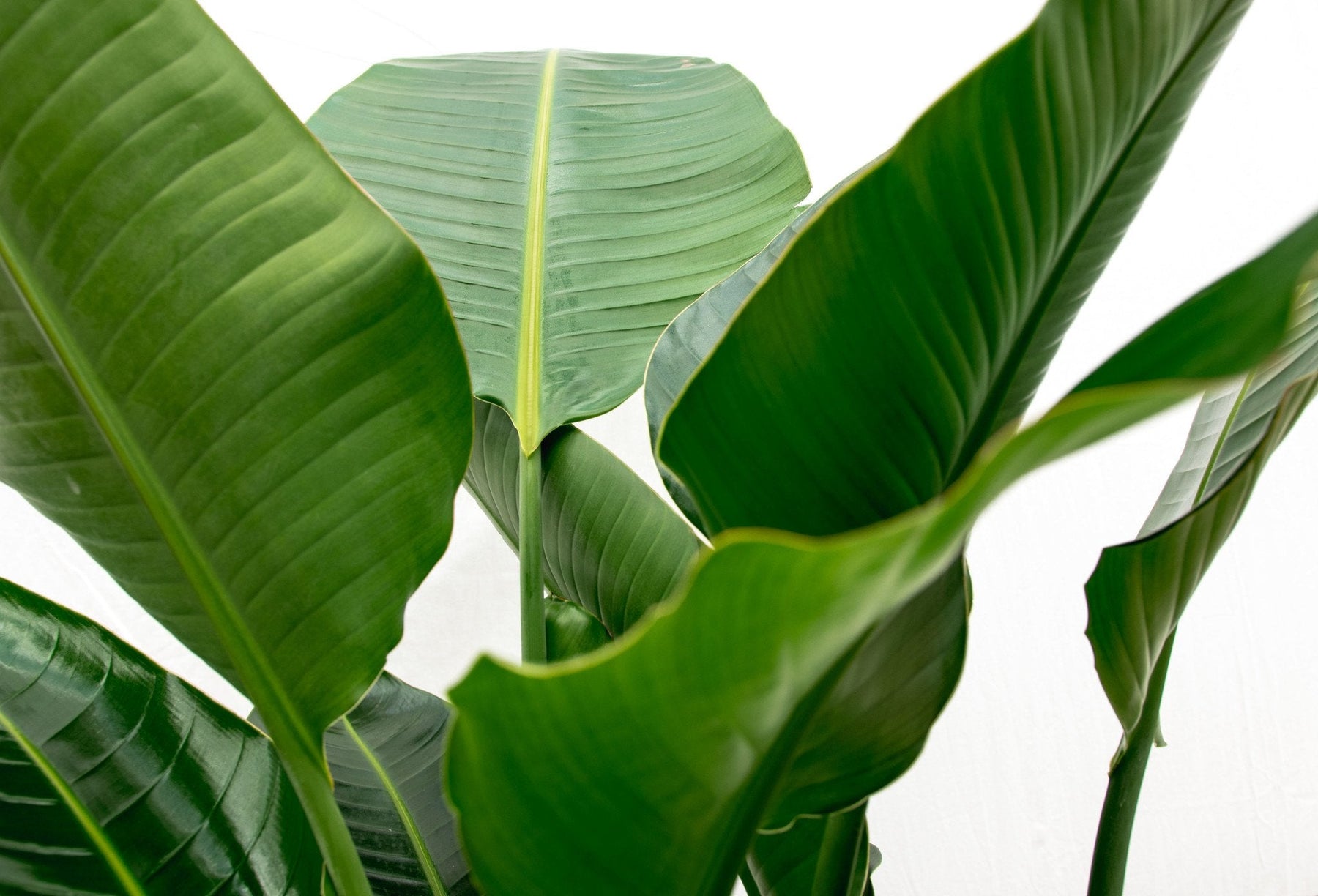 Strelitzia Nicolai De Luxe XXL – 250 cm