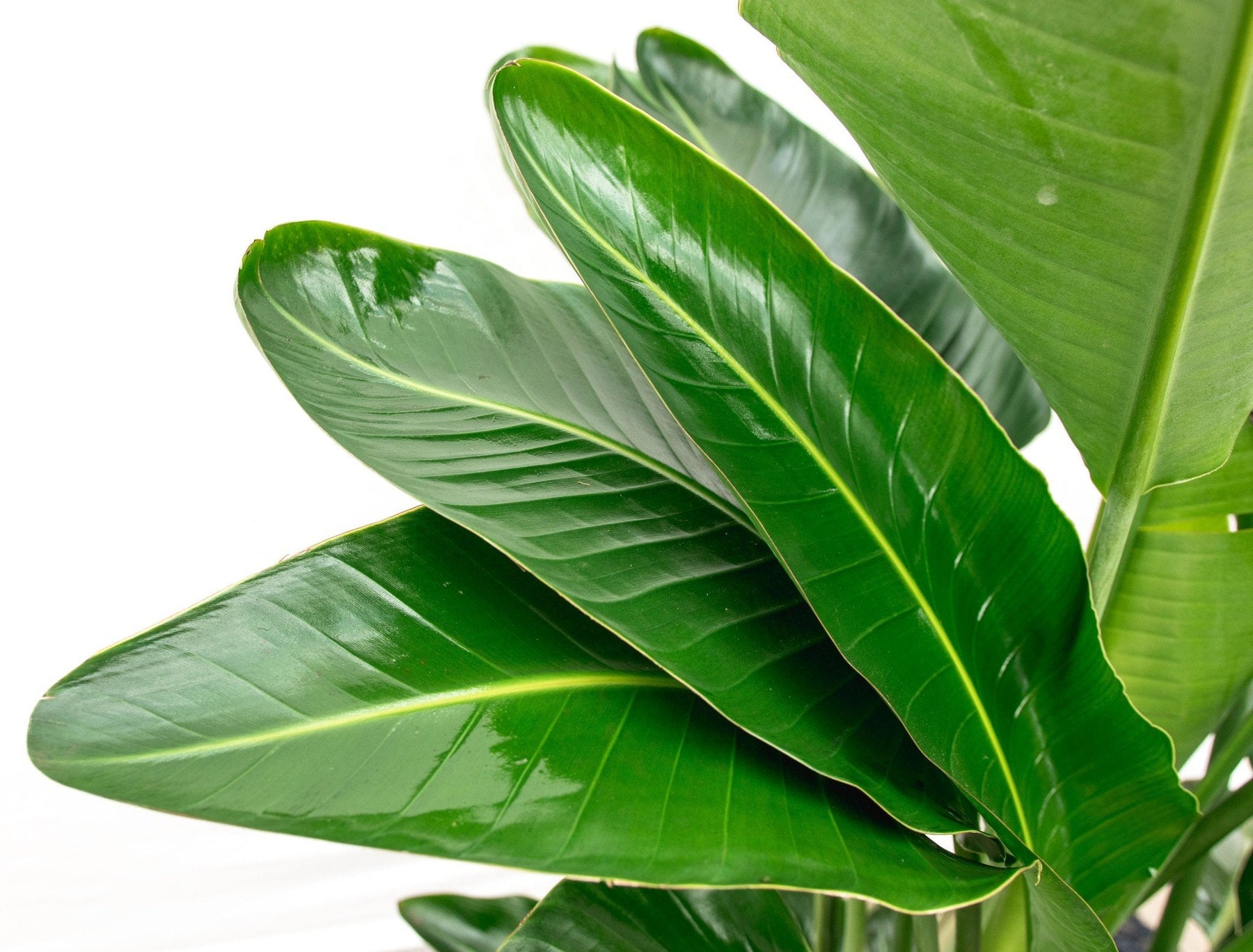 Strelitzia Nicolai De Luxe XXL – 250 cm