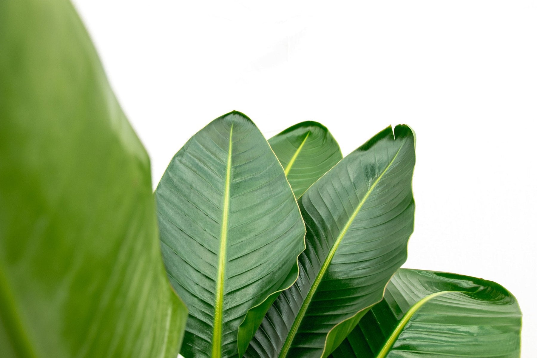 Strelitzia Nicolai De Luxe XXL – 250 cm