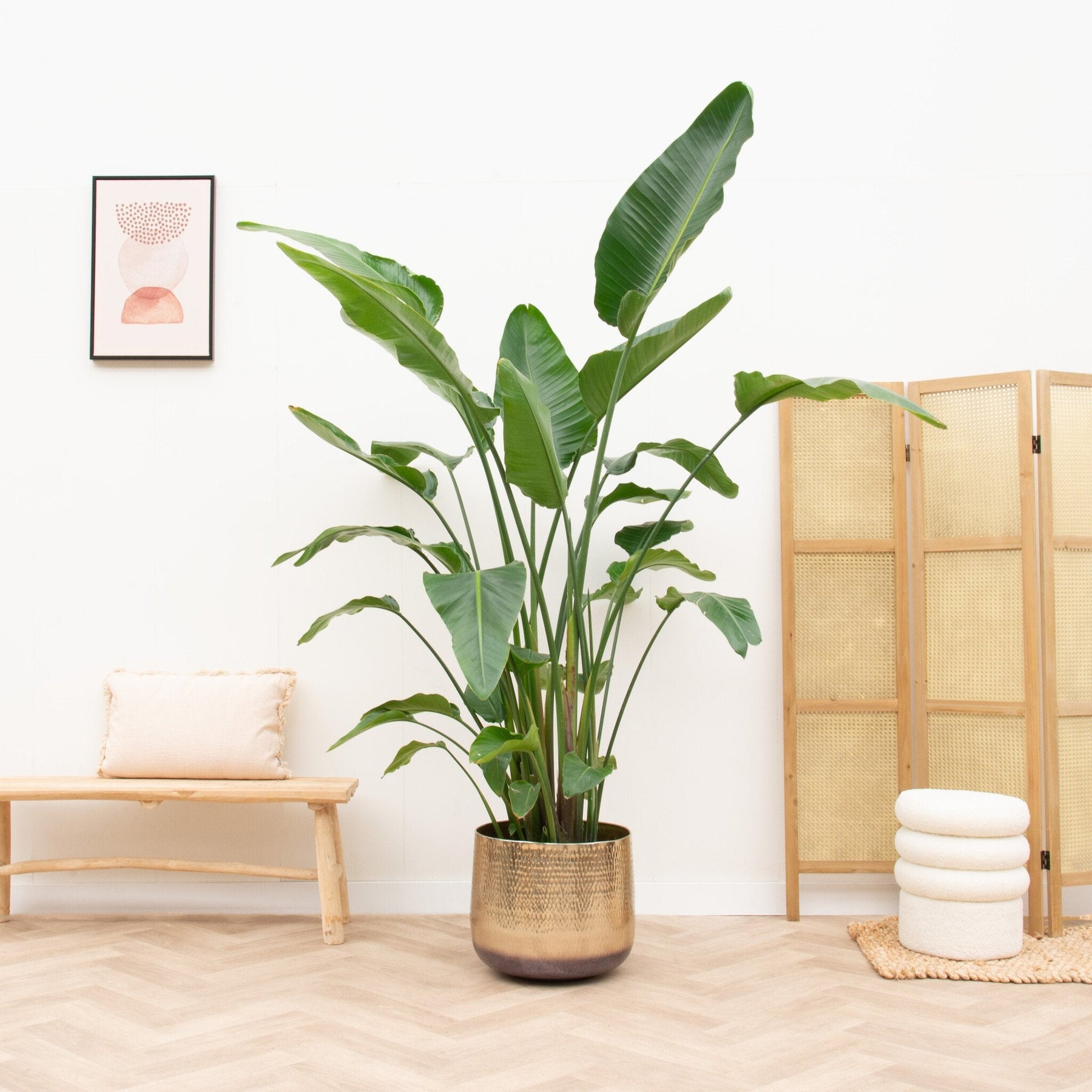 Strelitzia Nicolai De Luxe XXL – 250 cm