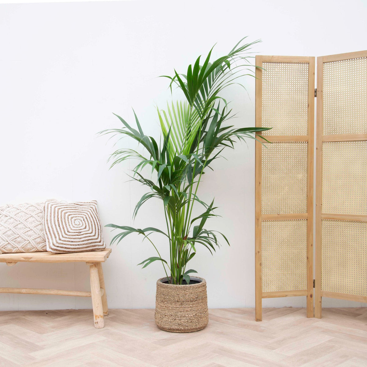 Kentia Palm – 200 cm