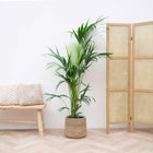 Kentia Palm – 200 cm