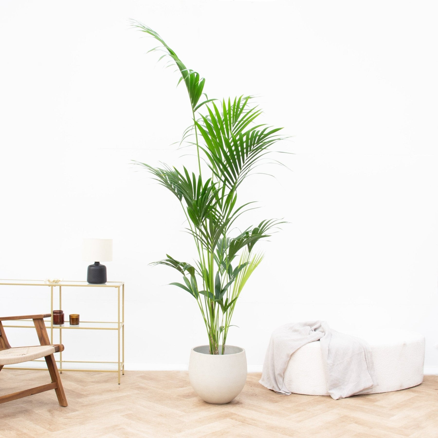 Kentia Palm – 180 cm