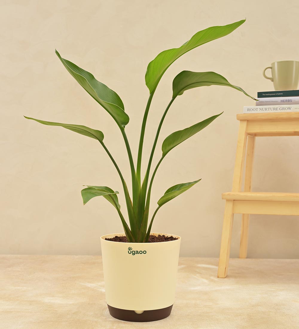 Paradijsvogelplant (Strelitzia Nicolai)