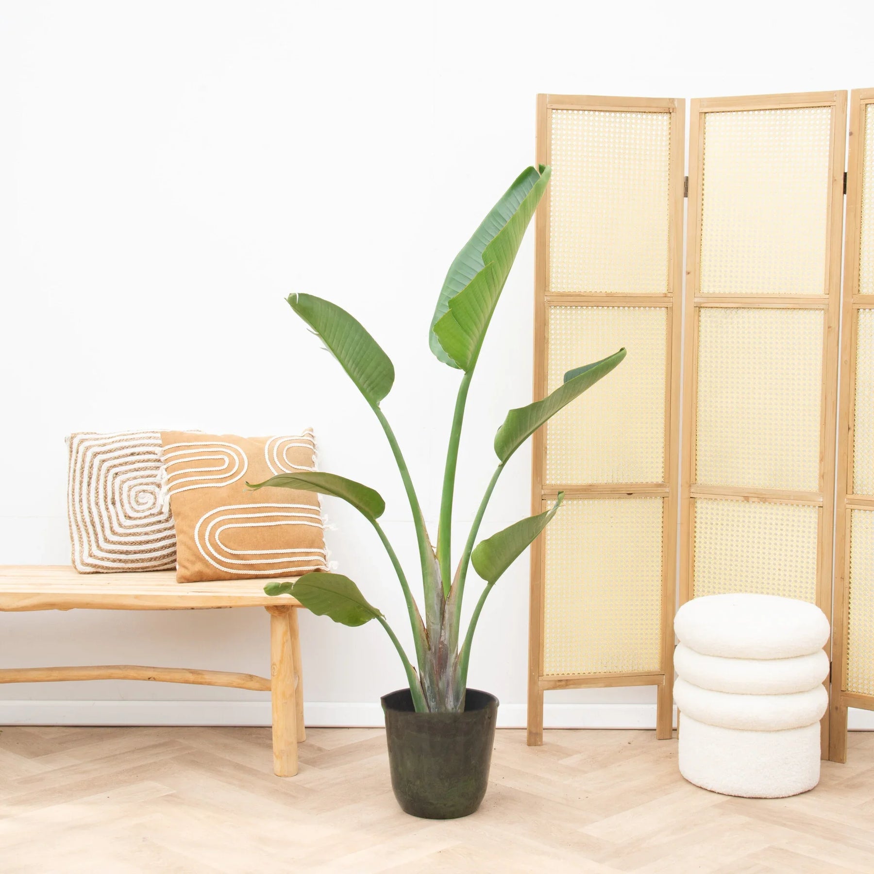 Strelitzia Augusta – 160 cm