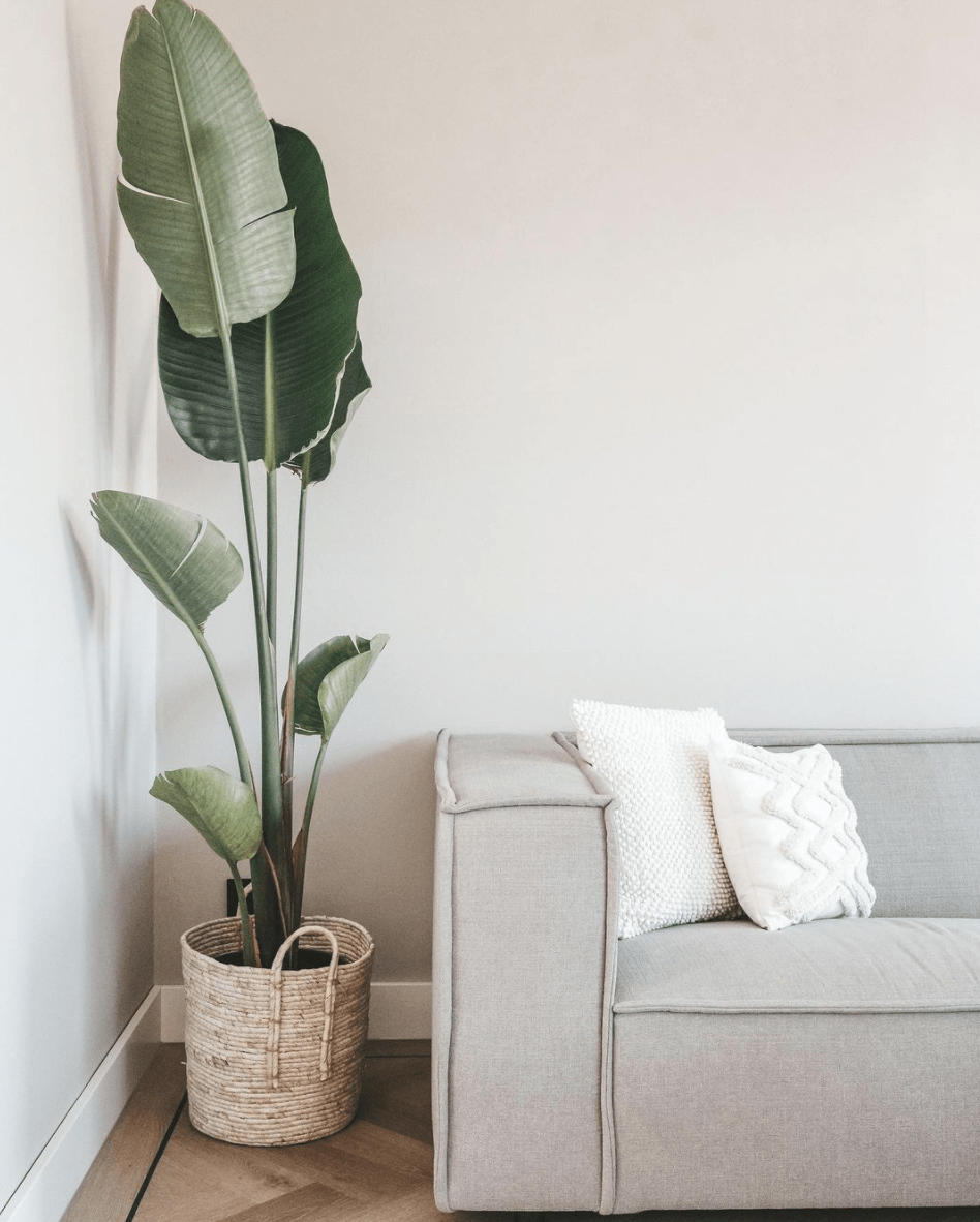 Strelitzia Augusta – 160 cm