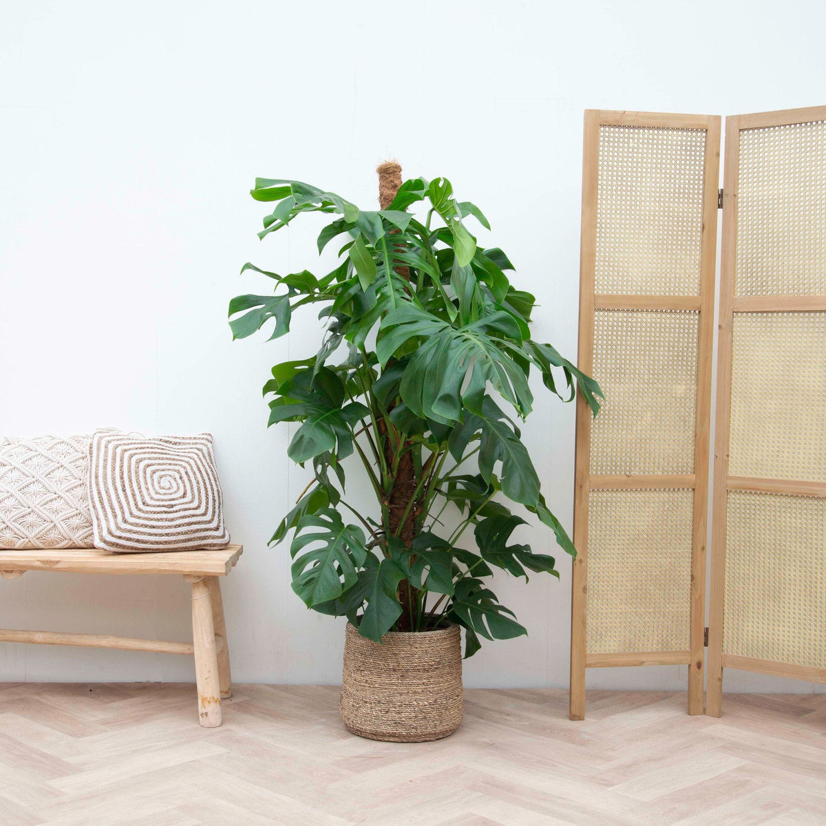 Monstera Deliciosa XXL – 140 cm