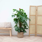 Monstera Deliciosa XXL – 140 cm