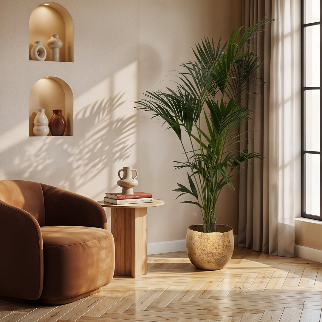 Kentia Palm – 180 cm