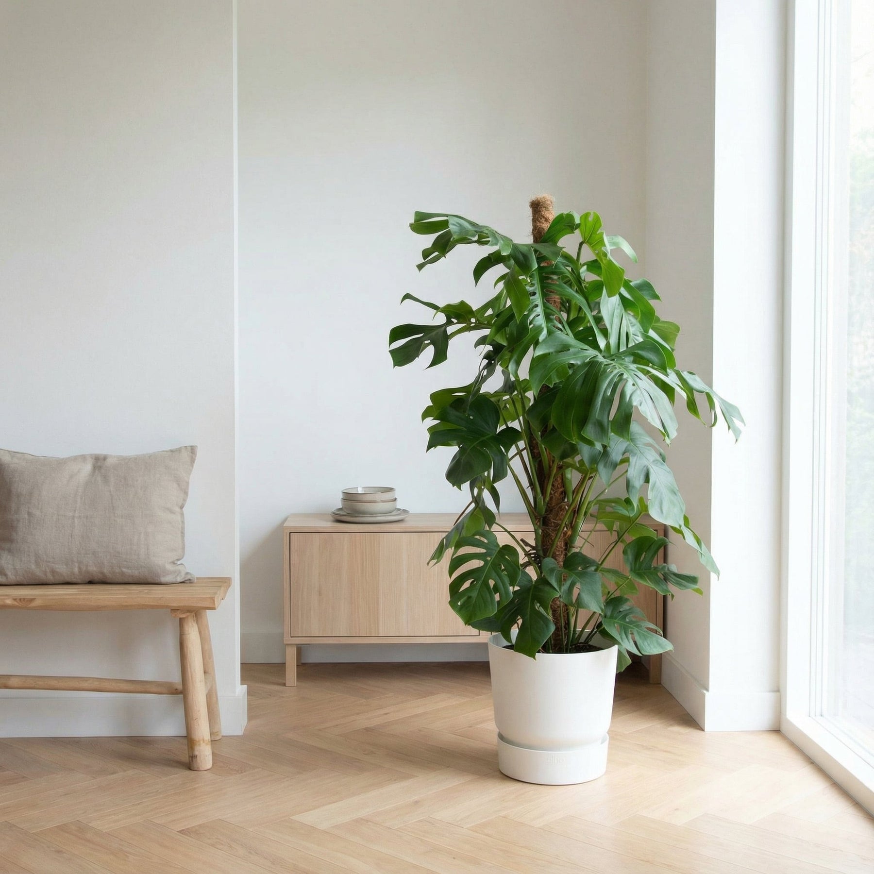 Monstera Deliciosa XXL – 140 cm