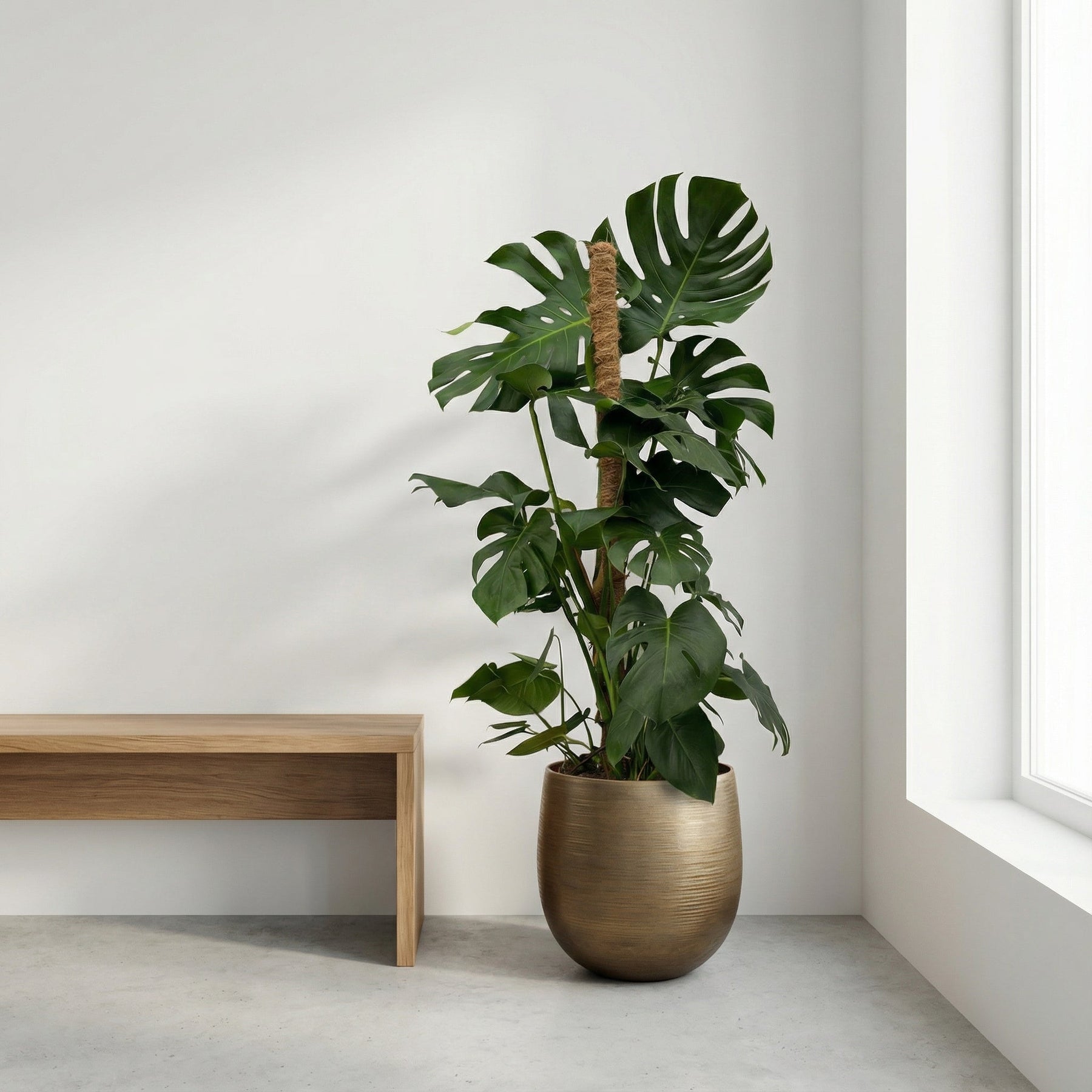 Monstera Deliciosa XXL – 140 cm