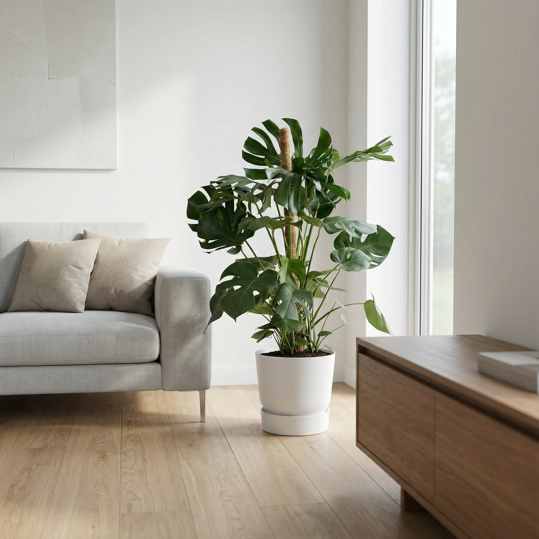 Monstera Deliciosa XXL – 140 cm