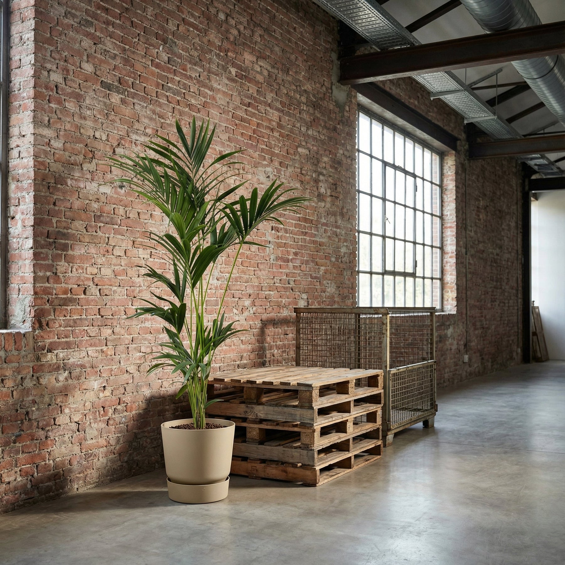 Kentia Palm – 180 cm