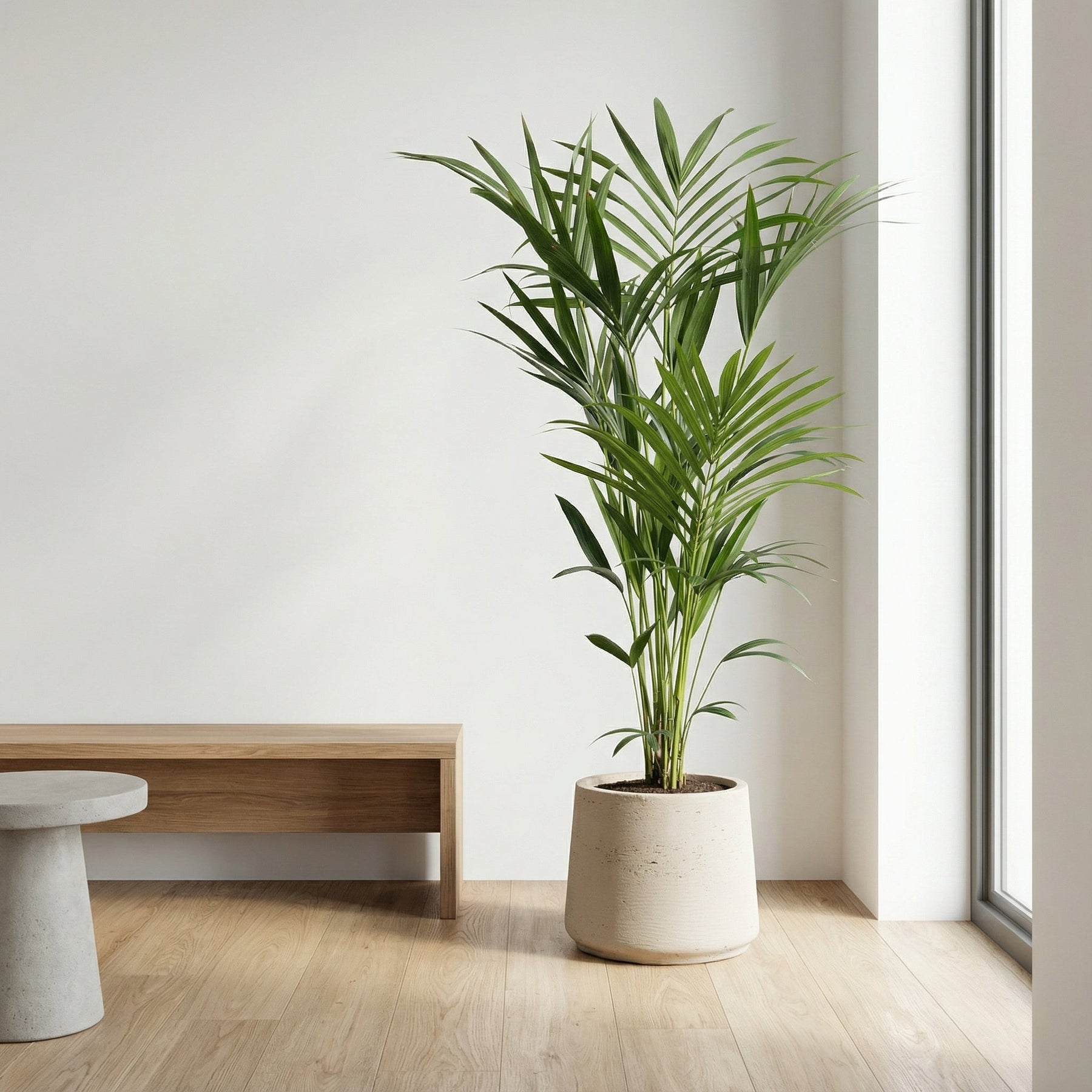 Kentia Palm – 180 cm