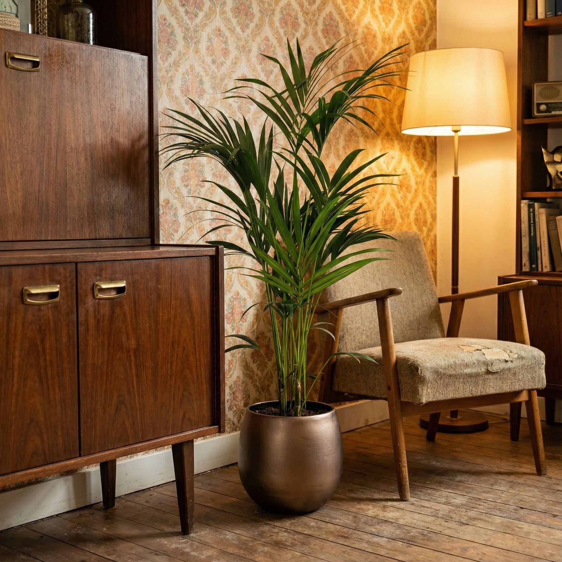 Kentia Palm – 180 cm