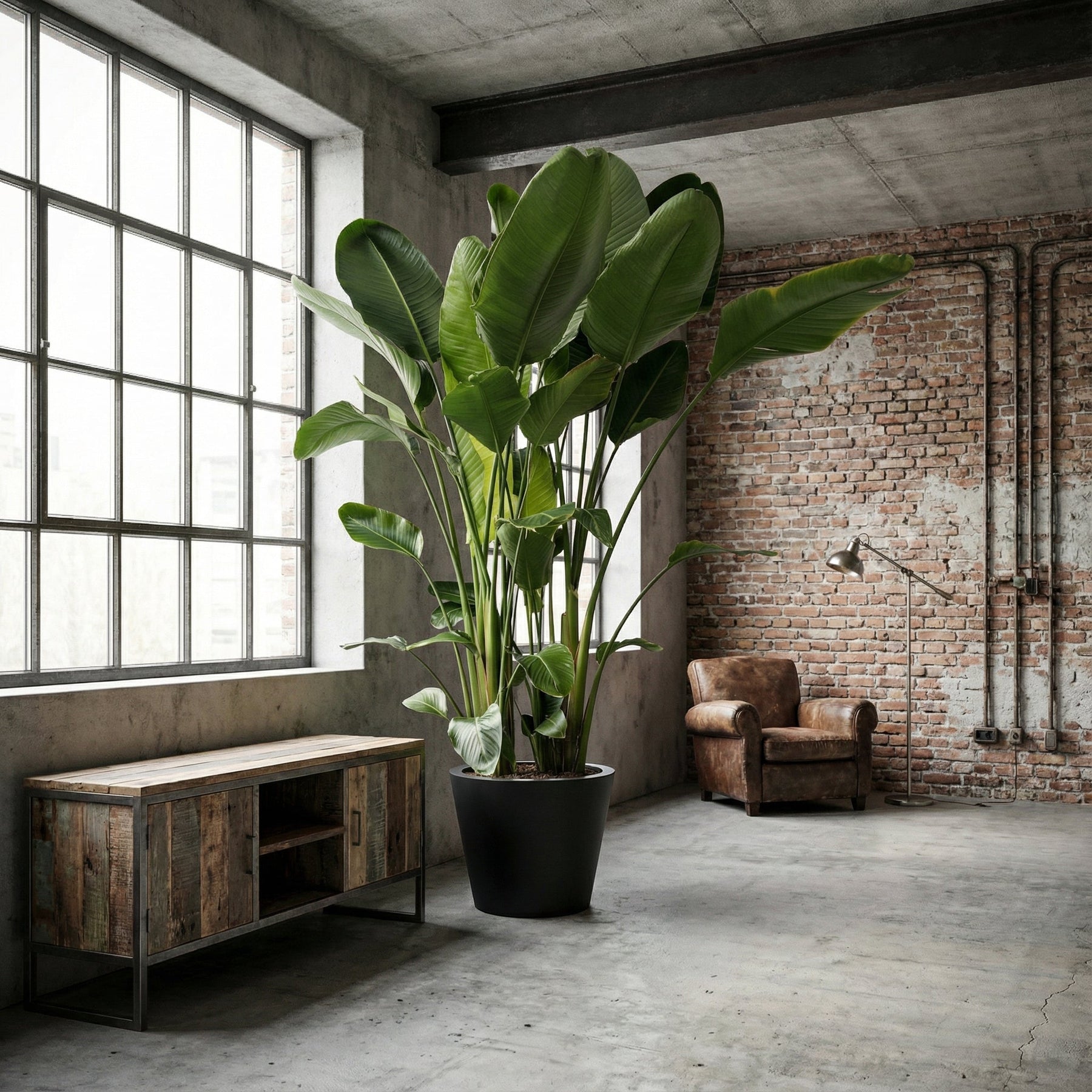 Strelitzia Nicolai XXL – 250 cm