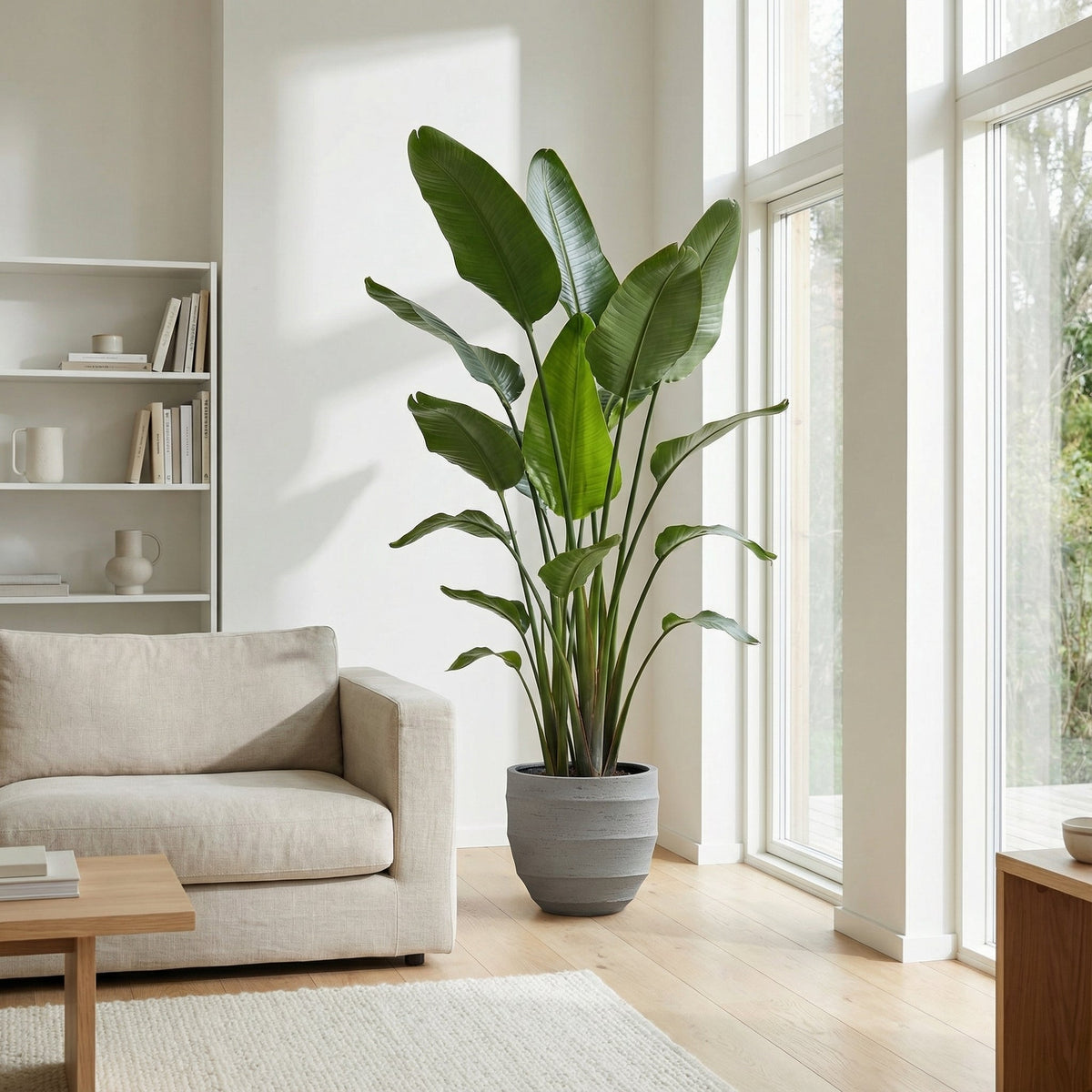 Strelitzia Nicolai XXL – 250 cm