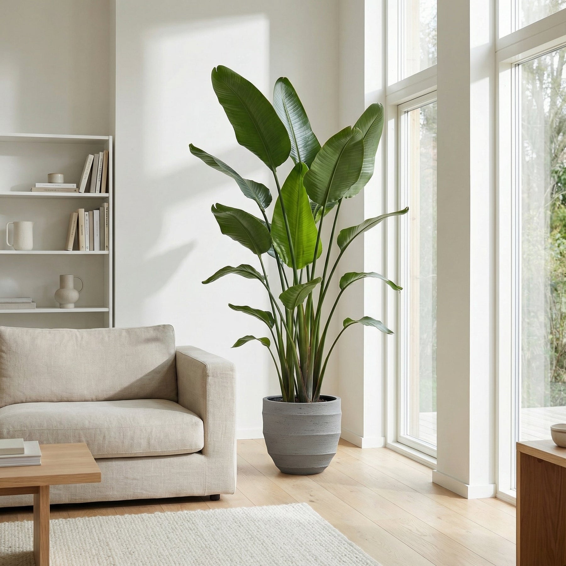 Strelitzia Nicolai XXL – 250 cm