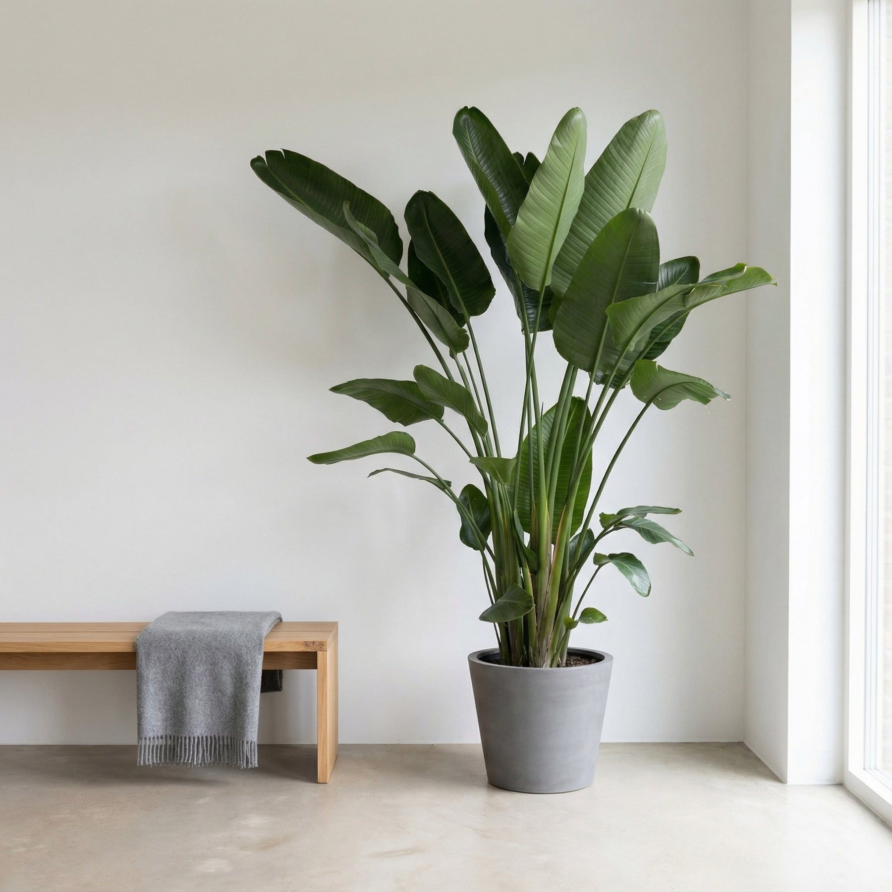 Strelitzia Nicolai XXL – 250 cm