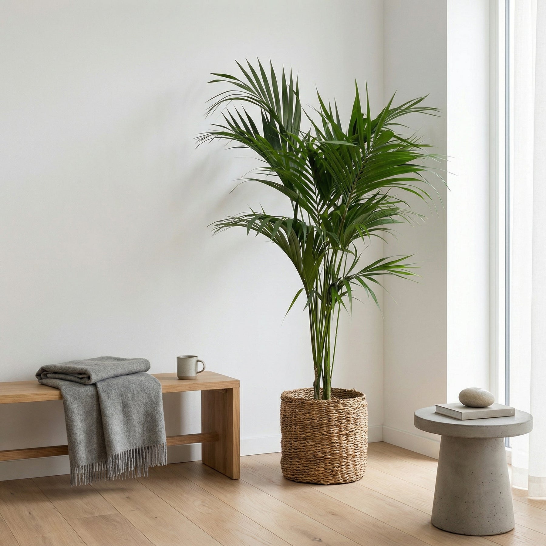 Kentia Palm – 200 cm