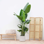 Strelitzia Nicolai XXL – 250 cm