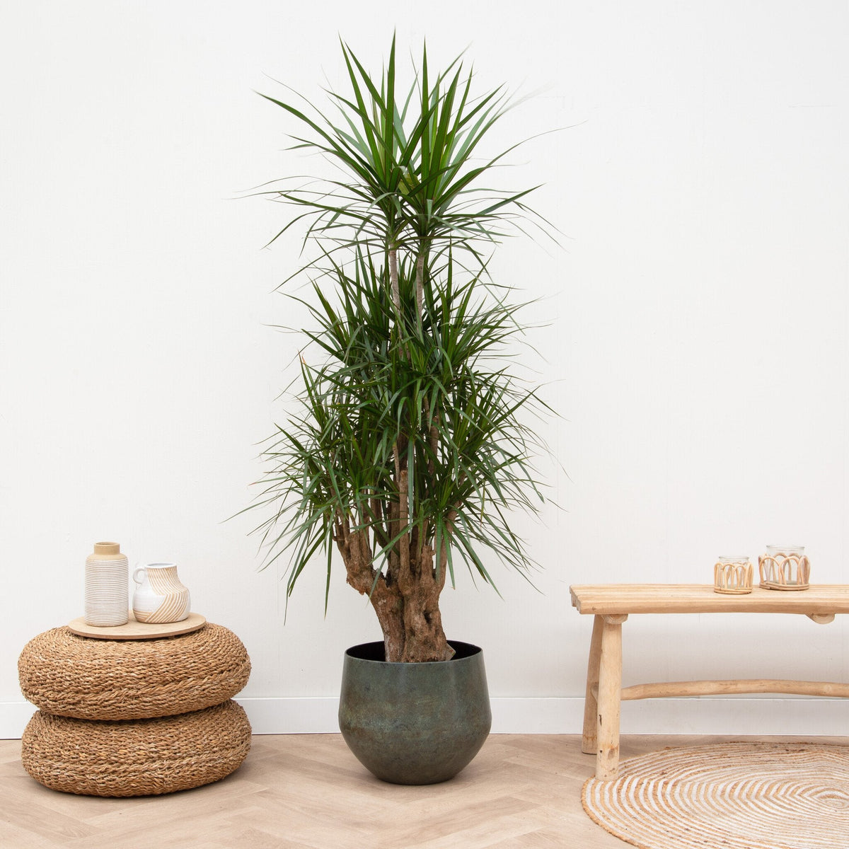 Dracaena Marginata vertakt – 130 cm