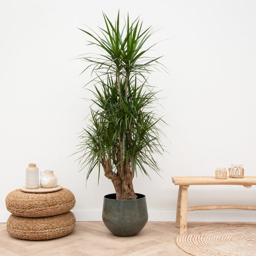 Dracaena Marginata vertakt – 130 cm