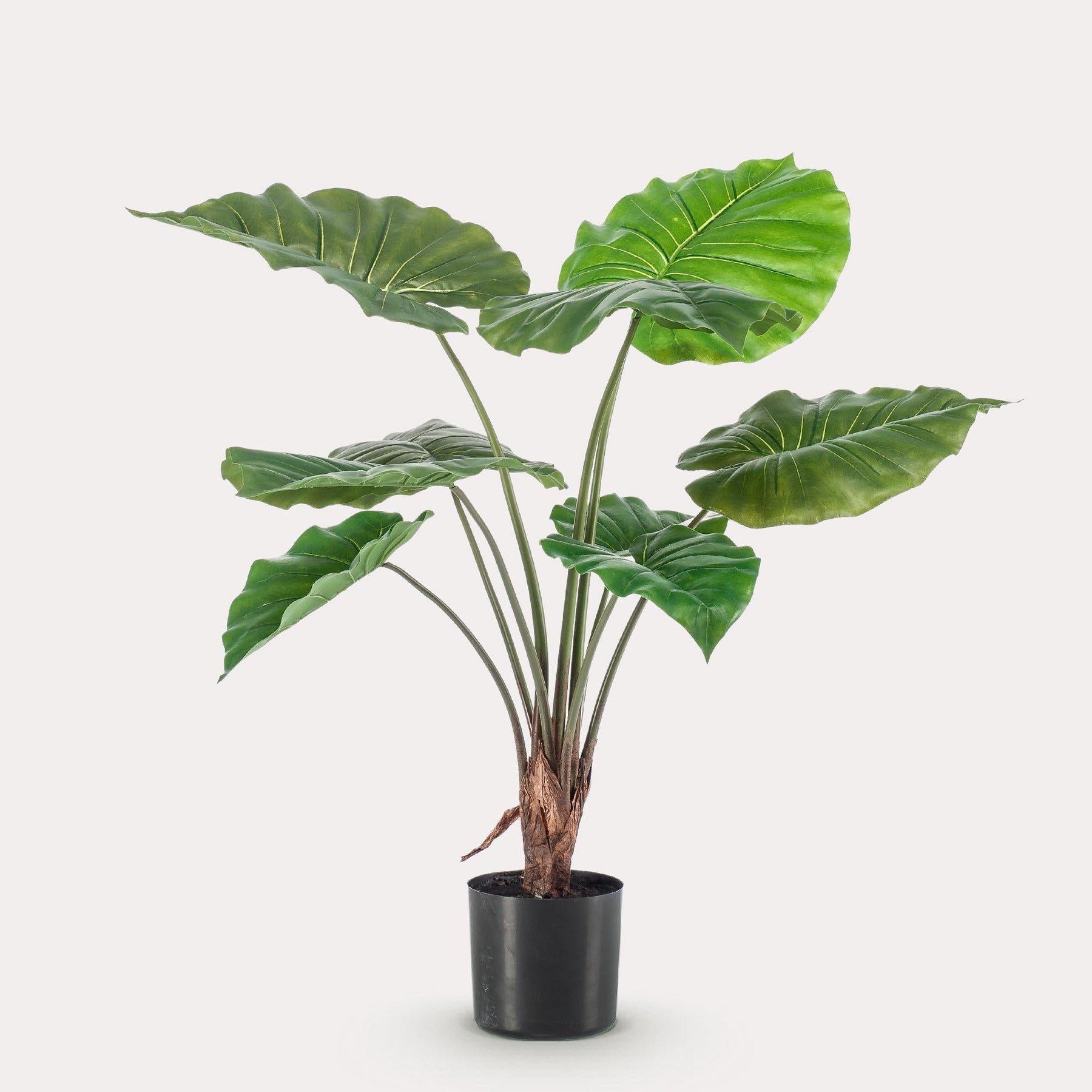 Kunstplant Alocasia 70 cm