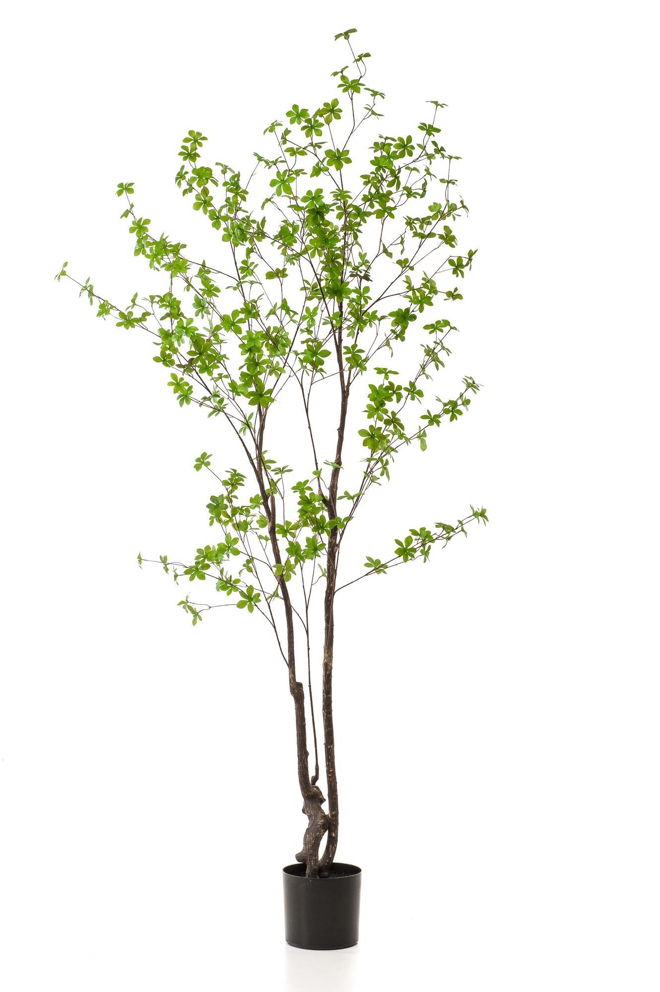 Kunstplant Oostindische Kers 210 cm