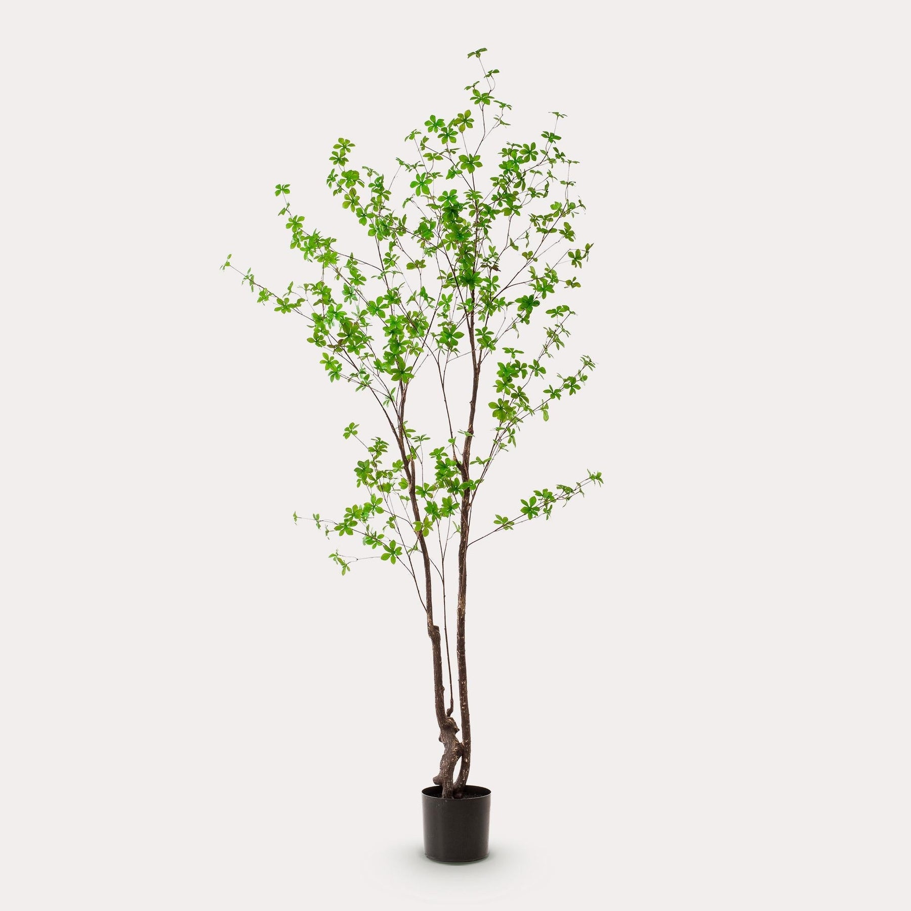 Kunstplant Oostindische Kers 210 cm