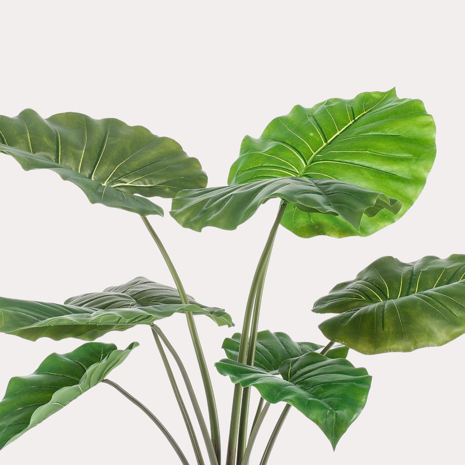 Kunstplant Alocasia 70 cm
