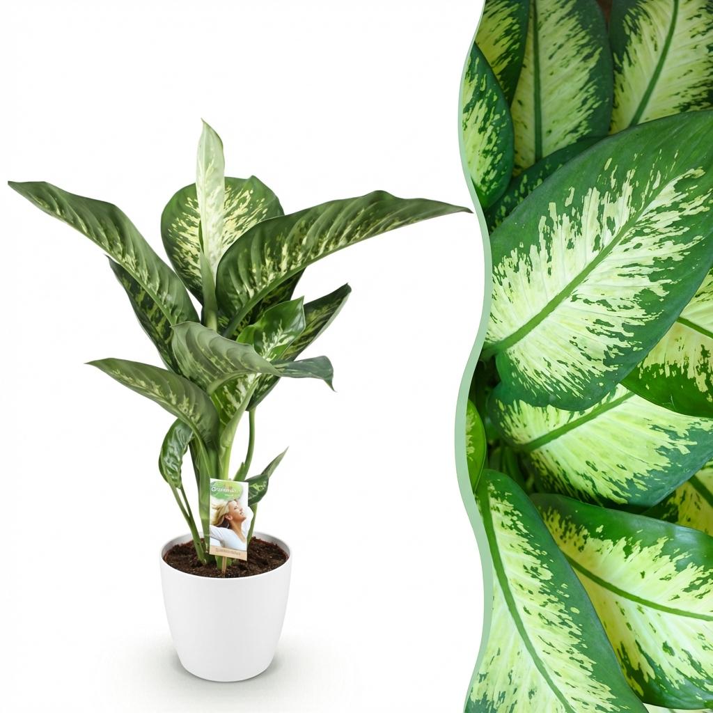 Diefenbachia Tropic Snow - Weinig onderhoud, met Potter Wit 21cm - Hoogte 90-100cm
