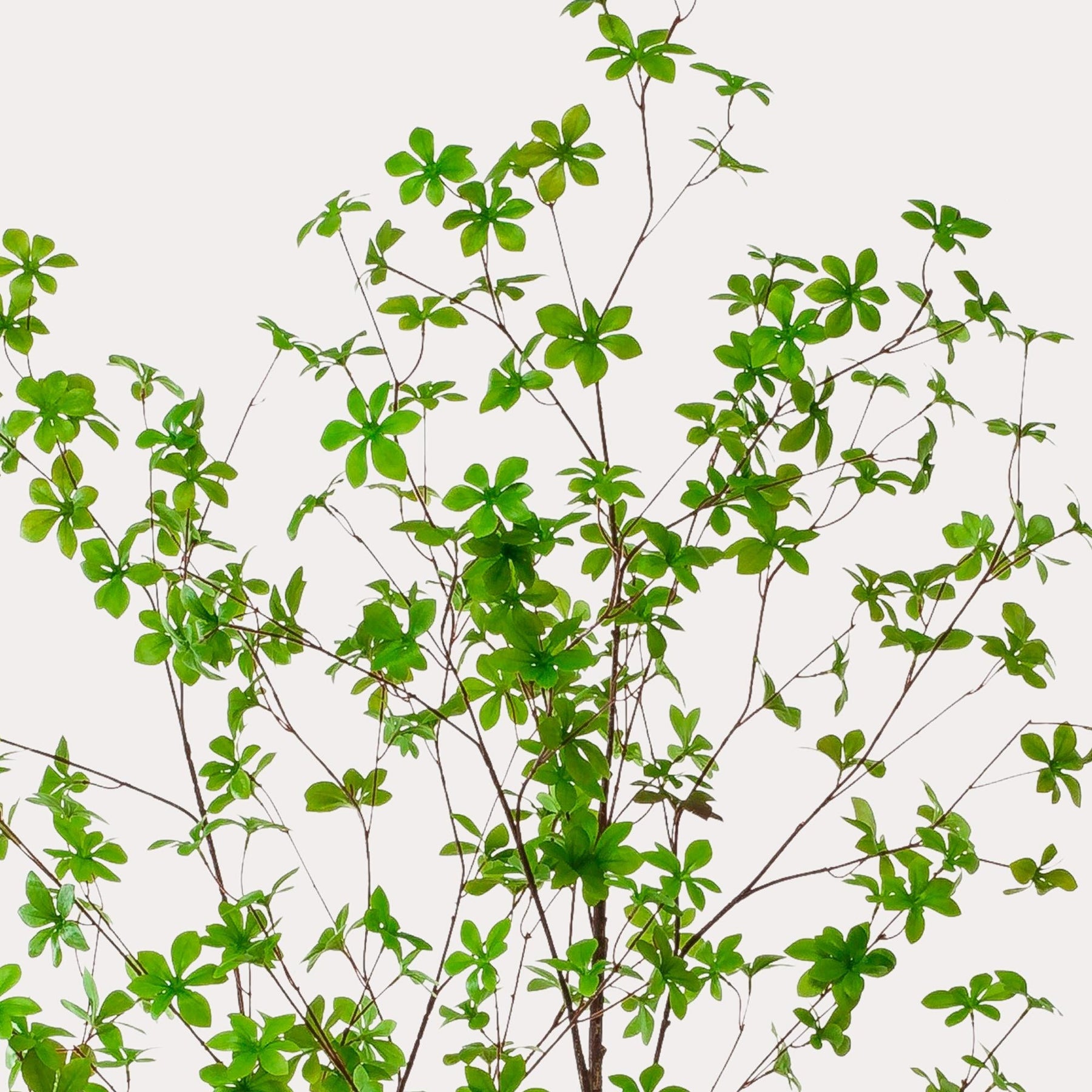 Kunstplant Oostindische Kers 210 cm