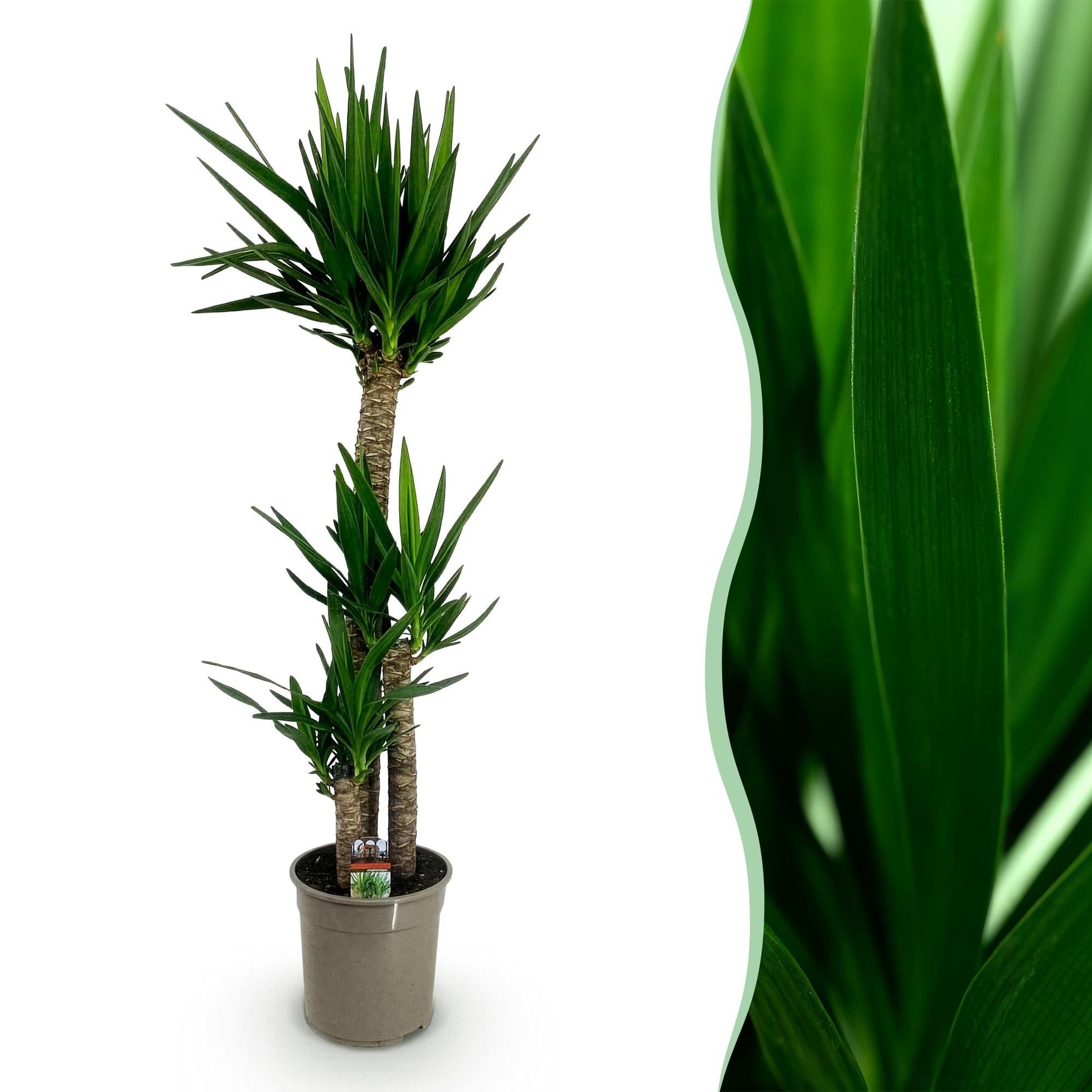 Yucca elephantipes - Yucca - Weinig onderhoud Pot 24cm - Hoogte 140cm
