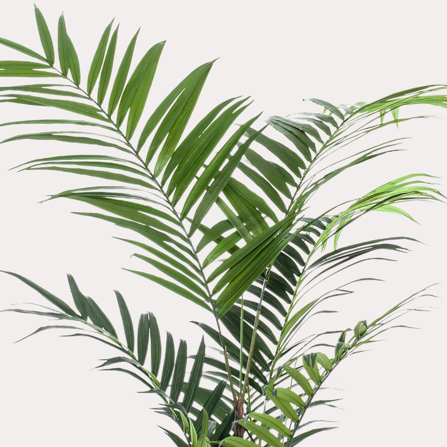 Kunstplant Kentia 210 cm