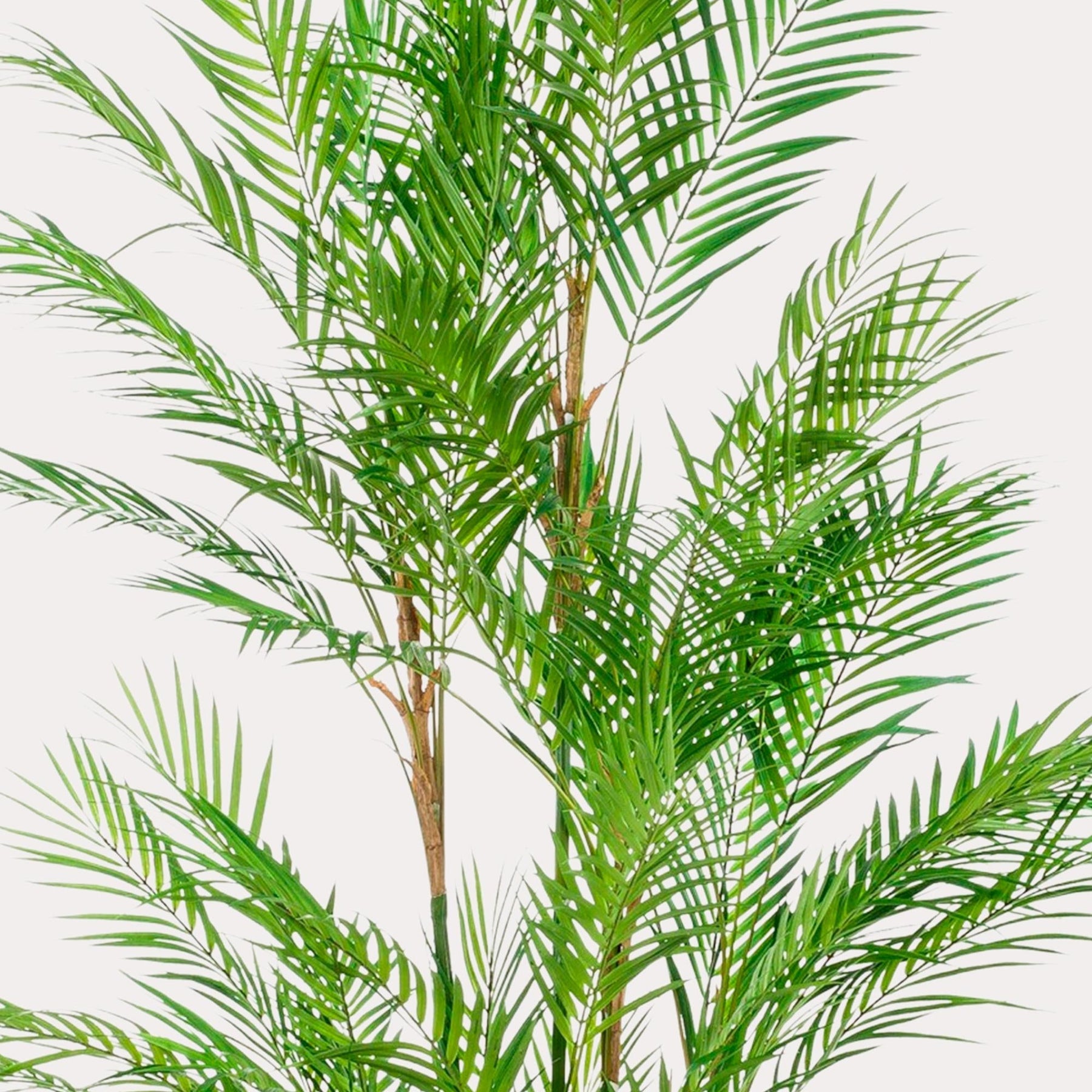 Kunstplant Chamaedorea 180 cm