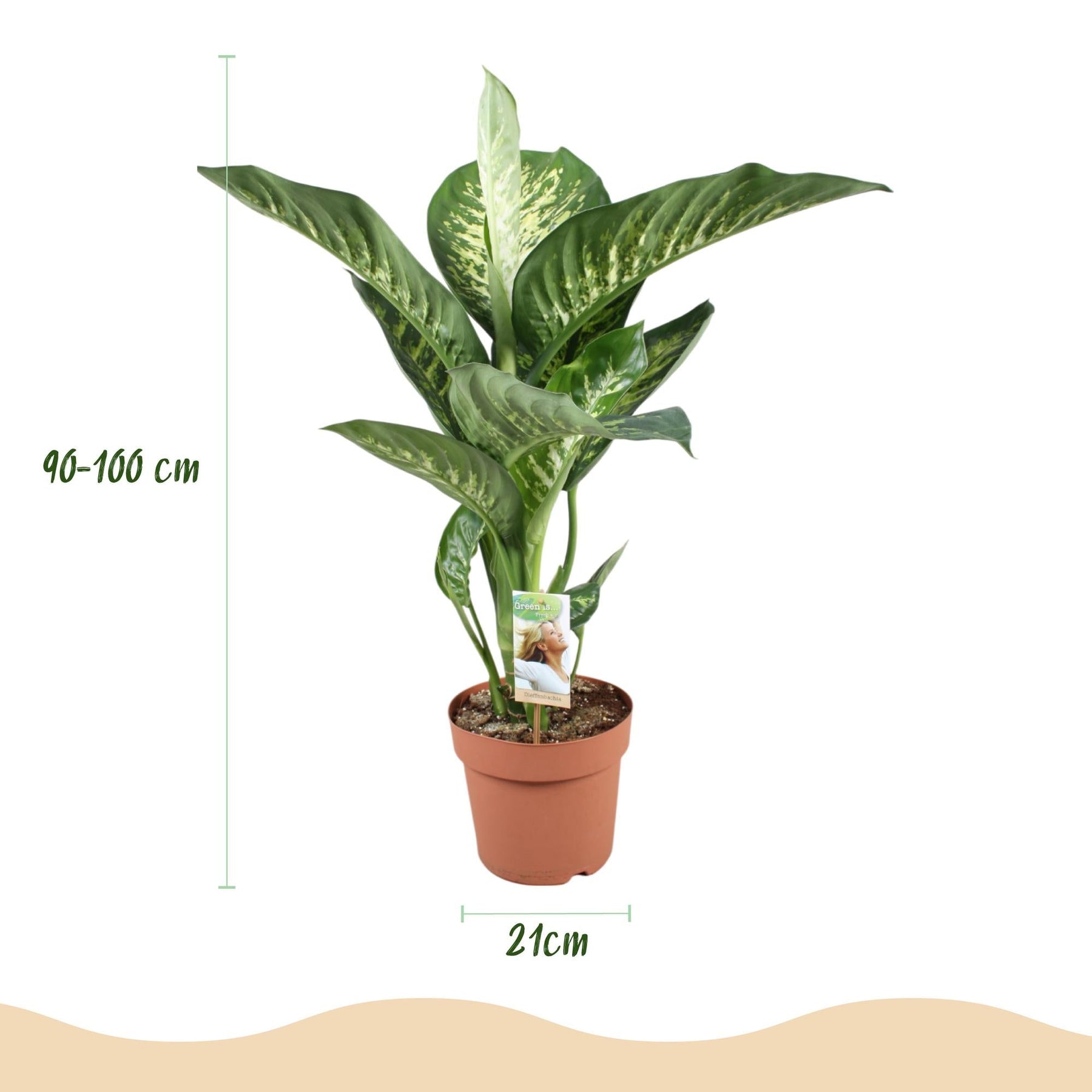 Diefenbachia Tropic Snow - Weinig onderhoud, met Potter Wit 21cm - Hoogte 90-100cm