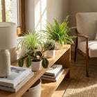 Mix van 4 - Huisdiervriendelijke Planten 4 Planten - met Potter Wit - Pot 12cm - Hoogte 25cm