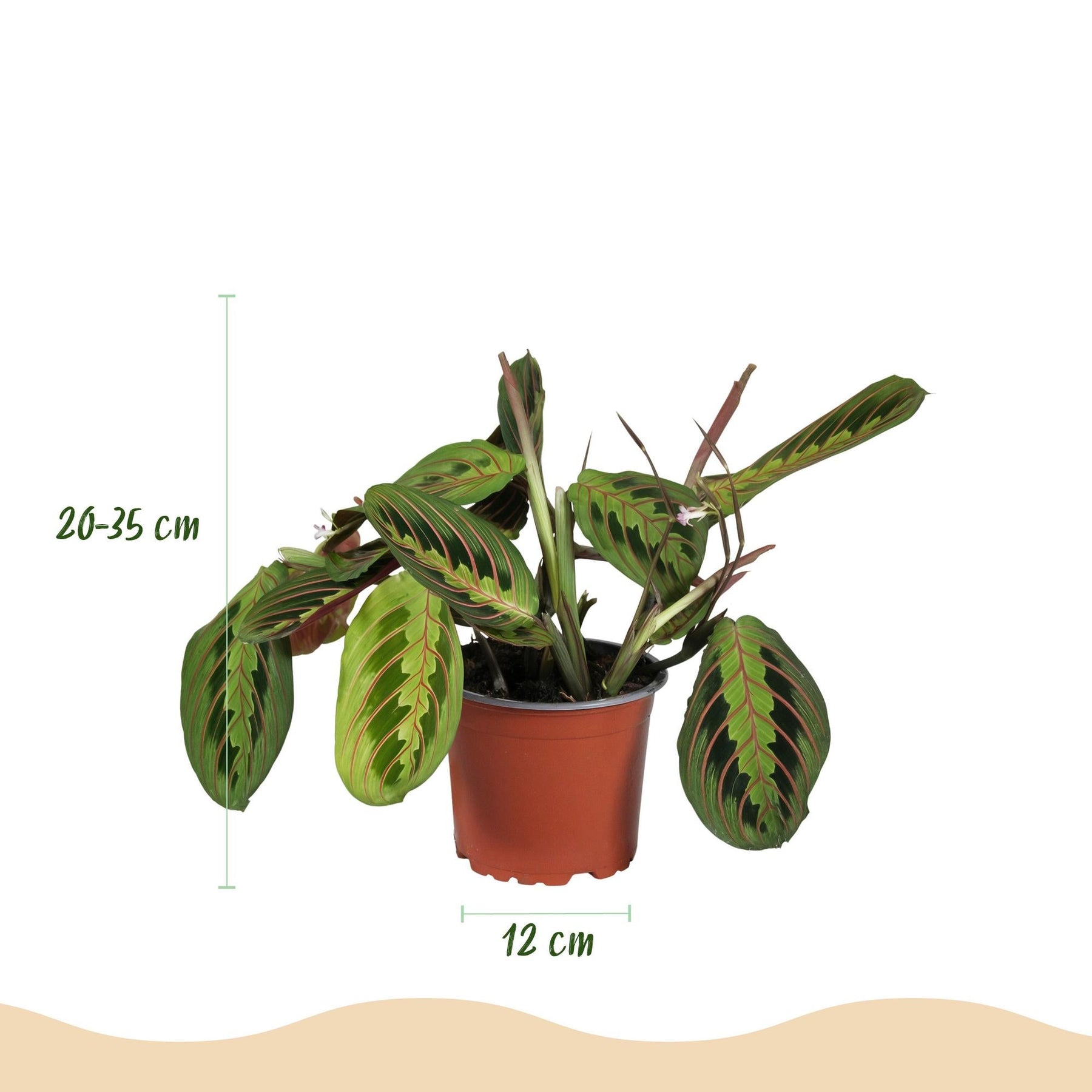 Mix van 4 - Huisdiervriendelijke Planten 4 Planten - met Potter Wit - Pot 12cm - Hoogte 25cm