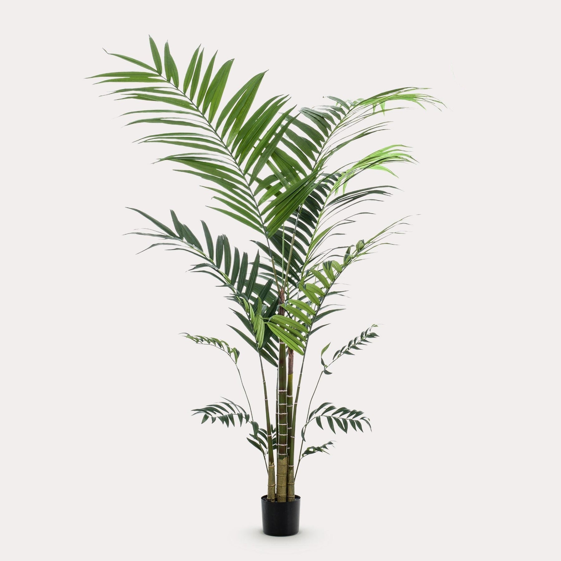 Kunstplant Kentia 210 cm