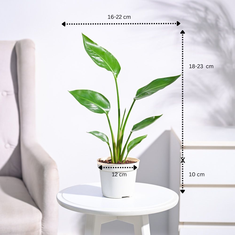 Paradijsvogelplant (Strelitzia Nicolai)